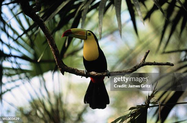 keel billed toucan in palms - keel billed toucan stock pictures, royalty-free photos & images