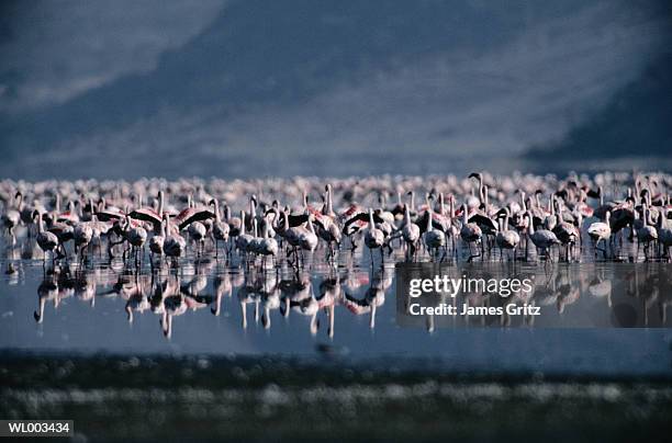 colony of flamingos on lake elmenteita - freshwater bird - fotografias e filmes do acervo