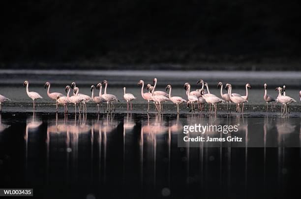 colony of flamingos on lake elmenteita - freshwater bird - fotografias e filmes do acervo