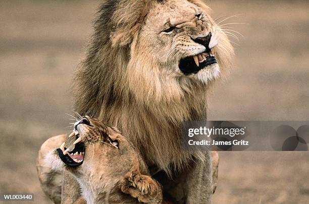 lions mating - animal sound stock pictures, royalty-free photos & images