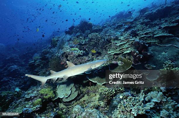 white tipped reef shark - elasmobranch stockfoto's en -beelden