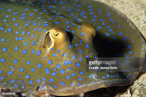 blue spotted stingray - taeniura lymma stock pictures, royalty-free photos & images