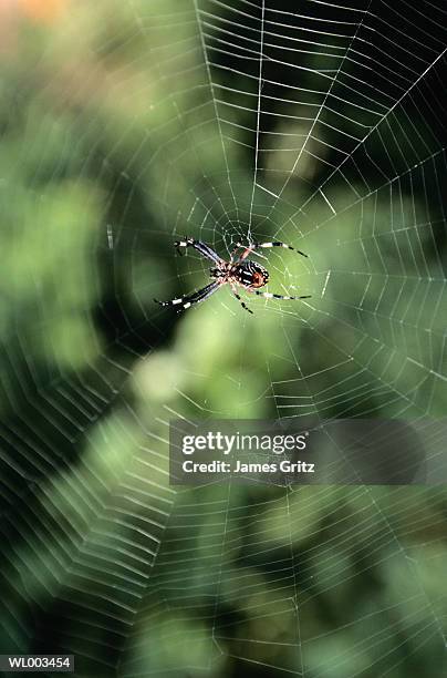 spider in web - arachnid stockfoto's en -beelden