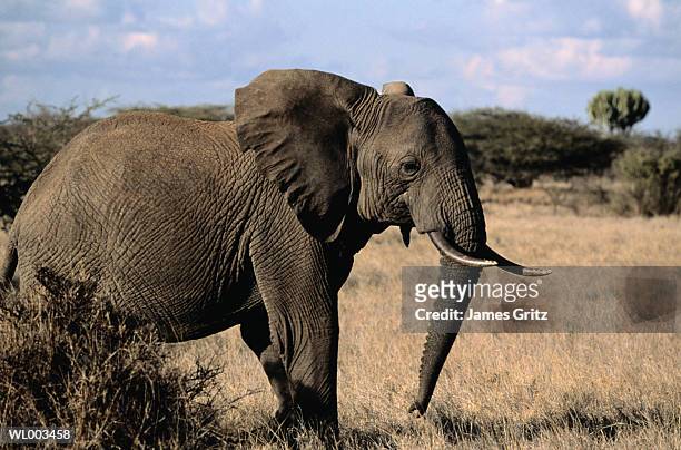 african elephant - james foto e immagini stock