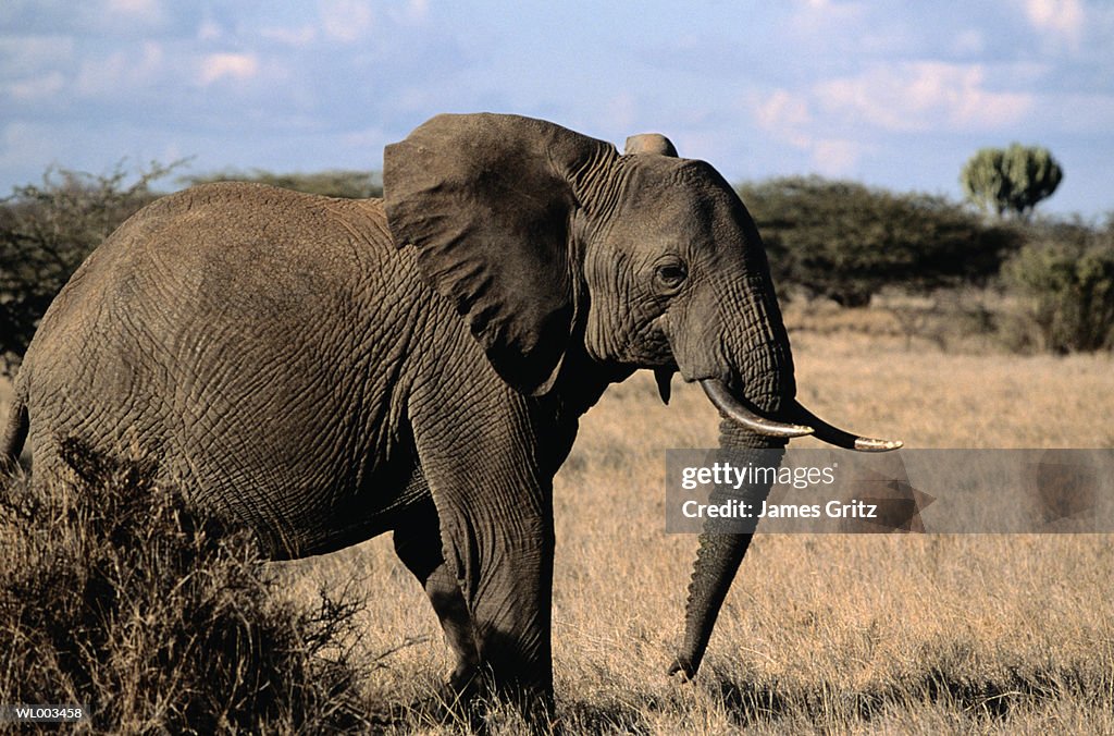 African Elephant