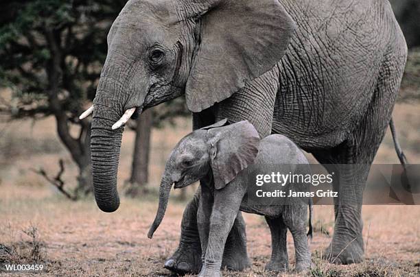 african elephants, mother and young - queen maxima of the netherlands attends world of health care congress 2017 in the hague stockfoto's en -beelden