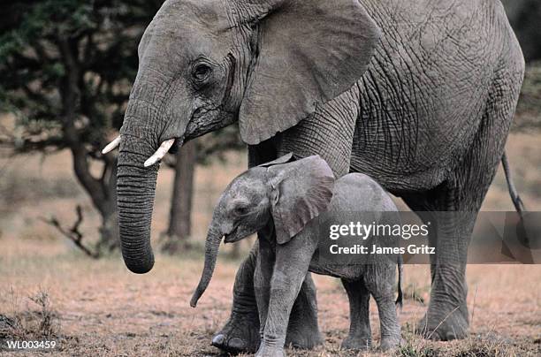 african elephants, mother and young - james stock pictures, royalty-free photos & images