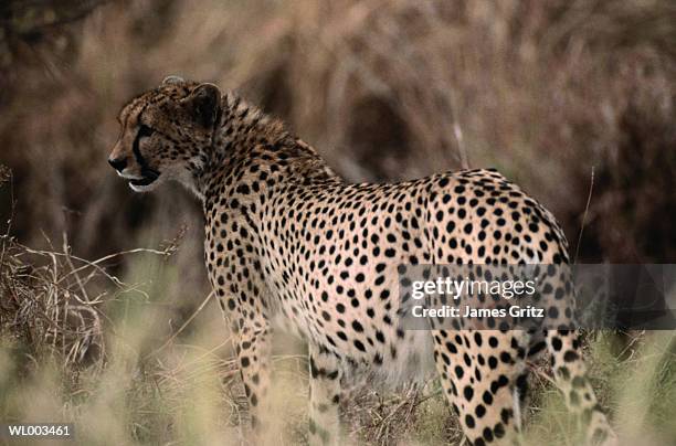 cheetah - james foto e immagini stock