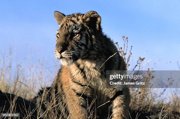 bengal tiger - 野茂 英雄 dodgers or mets or brewers or tigers or red sox or rays or royals stock pictures, royalty-free photos & images