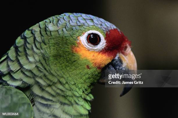 red lored parrot profile - in profile stock pictures, royalty-free photos & images