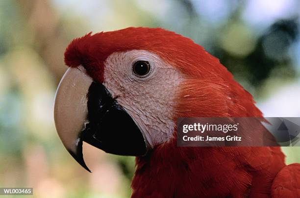 scarlet macaw profile - james foto e immagini stock