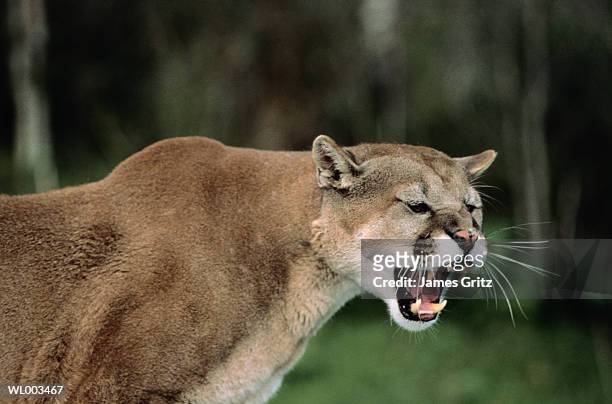 growling cougar - james foto e immagini stock