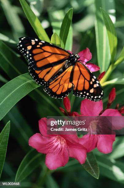 monarch butterfly - james foto e immagini stock