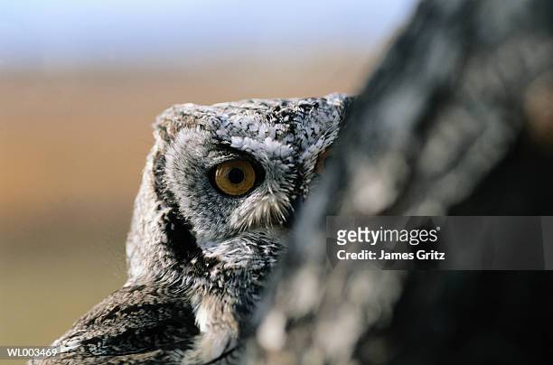 screech owl peeking - james foto e immagini stock