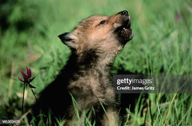 gray wolf pup - wolf cub stock pictures, royalty-free photos & images