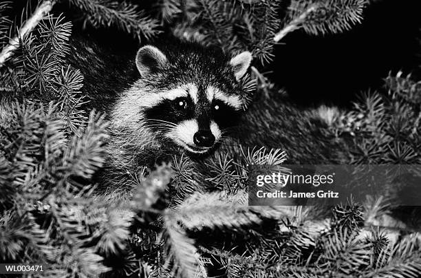 raccoon in pine tree - pinaceae stockfoto's en -beelden