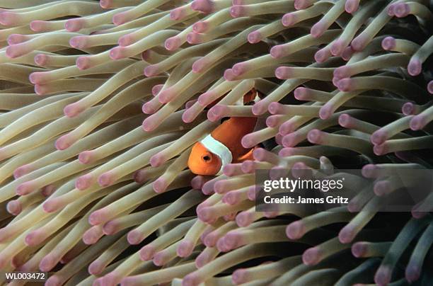 clown fish and anemone - wirtschaftsboom der tigerstaaten stock-fotos und bilder