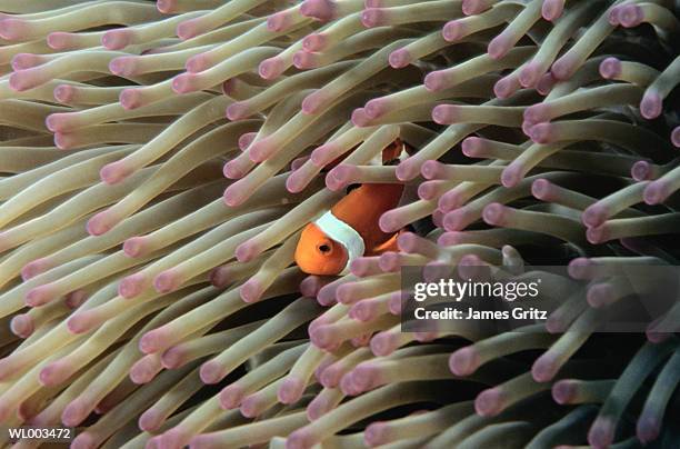 clown fish and anemone - james foto e immagini stock