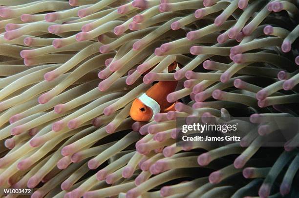 clown fish and anemone - james stock pictures, royalty-free photos & images