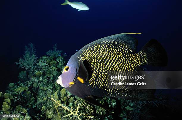 french angelfish - james foto e immagini stock