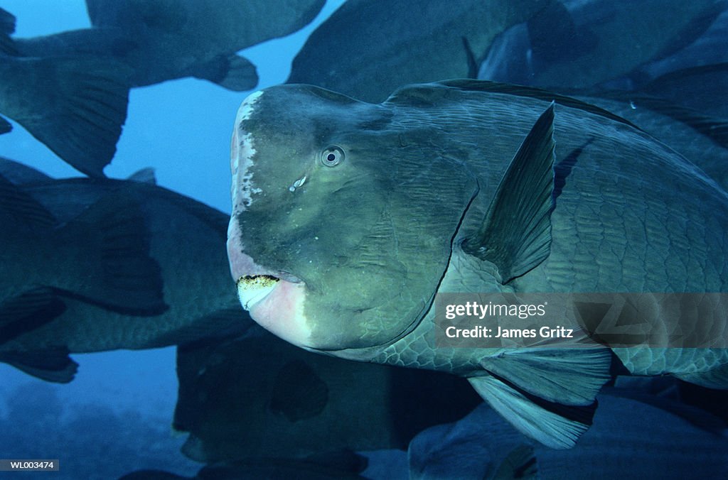 Bumphead Parrotfish
