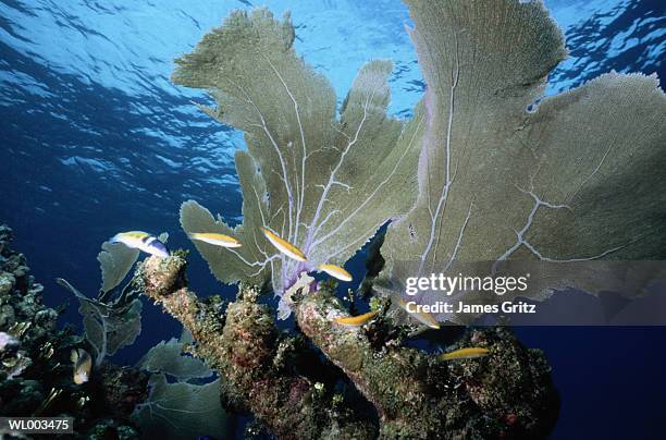 reef scene - james stock pictures, royalty-free photos & images