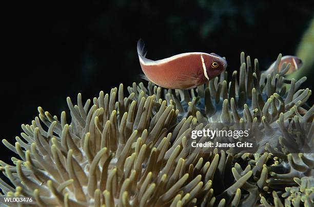 pink anemonefish - james foto e immagini stock