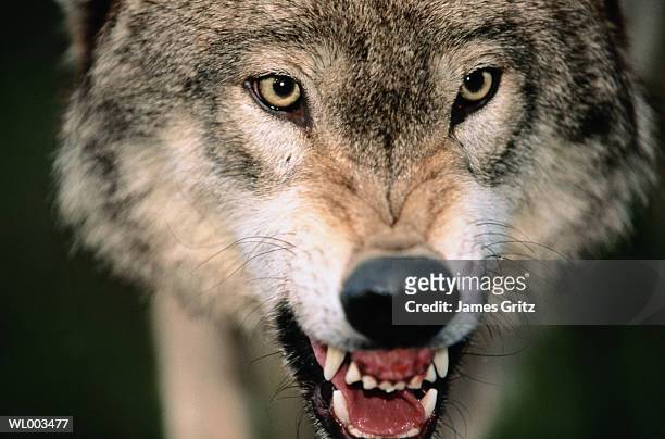 gray wolf growling - james foto e immagini stock