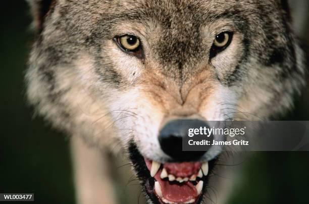 gray wolf growling - lobo cinzento - fotografias e filmes do acervo