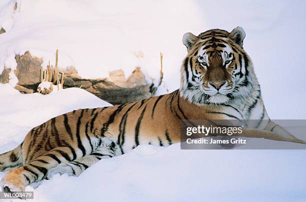 siberian tiger in snow - estados de agua fotografías e imágenes de stock