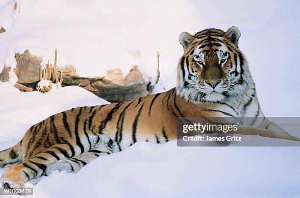 siberian tiger in snow - james foto e immagini stock