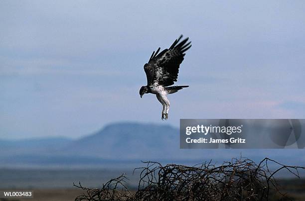 marshall eagle landing on nest - james stock pictures, royalty-free photos & images