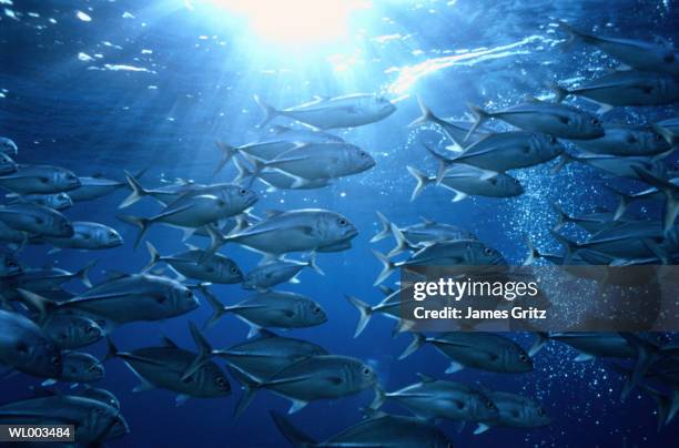 schooling jacks with sunburst - wirtschaftsboom der tigerstaaten stock-fotos und bilder