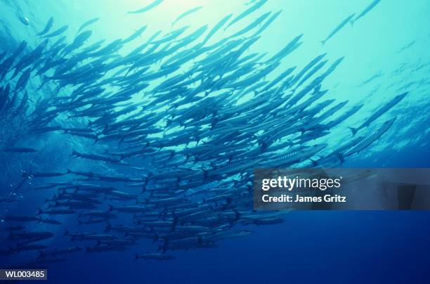 school of great barracudas - james stock pictures, royalty-free photos & images