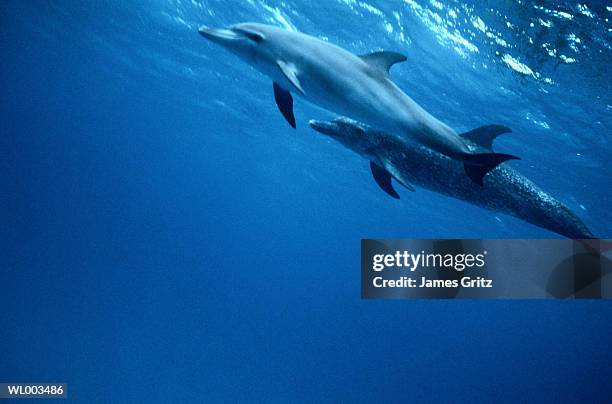 spotted dolphin - james foto e immagini stock