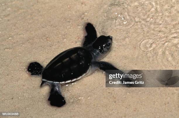 baby sea turtle - james foto e immagini stock