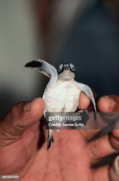 hand holding baby sea turtle - james stock pictures, royalty-free photos & images