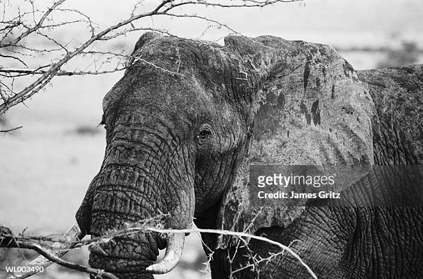african elephant - james foto e immagini stock