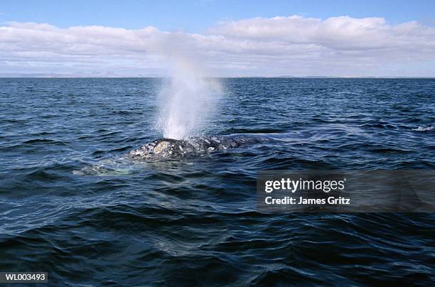 gray whale spouting - james foto e immagini stock