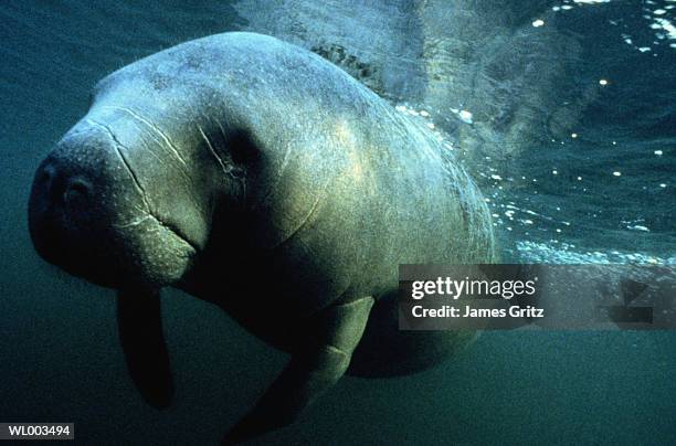 manatee - aquatic mammal stock pictures, royalty-free photos & images