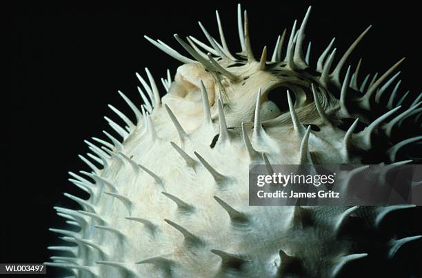 inflated porcupine fish - pez puercoespín fotografías e imágenes de stock