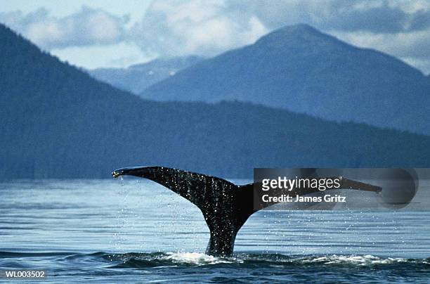 humpback whale diving - fluking stock pictures, royalty-free photos & images