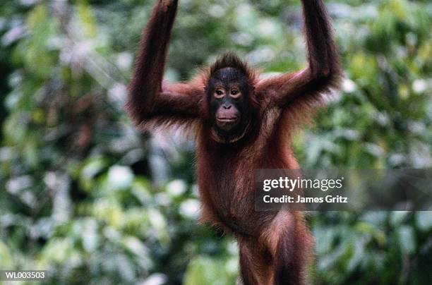 young orangutan standing - james foto e immagini stock