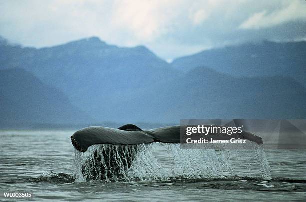 humpback whale sounding - the lady garden gala hosted by chopard in aid of silent no more gynaecological cancer fund cancer research uk stockfoto's en -beelden