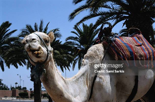 camel - werkdier stockfoto's en -beelden