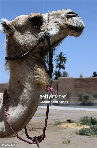 camel - working animal stock pictures, royalty-free photos & images