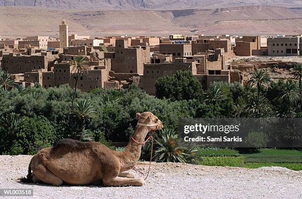 camel in tinerhir, morocco - animale da lavoro foto e immagini stock