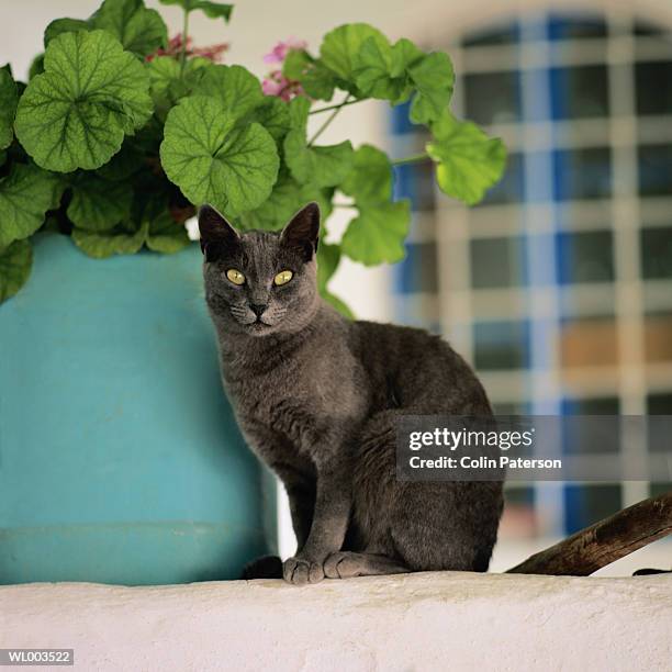 cat sitting by plant - by stock pictures, royalty-free photos & images