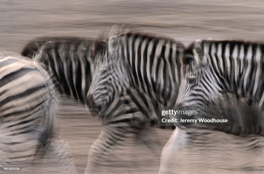 Zebras on the Run