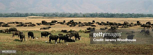 panorama of buffalo herd - buffalo fotografías e imágenes de stock
